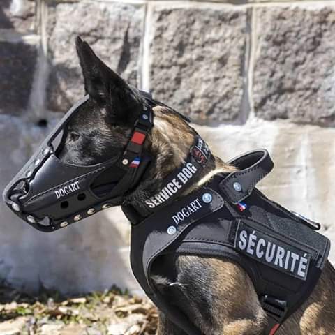 garot cyno pour chien. Accessoires pour Brigades Canine : Détection /  recherche. Morin France