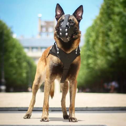 Muselière et harnais Dogart pour chiens K9